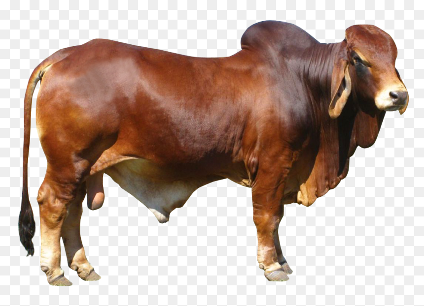Bulls Png Hd - Bull Png, Transparent Png - bulls png