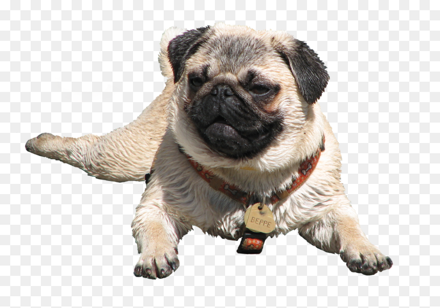 Wet Pug - Transparent Pug, HD Png Download - funny png tumblr
