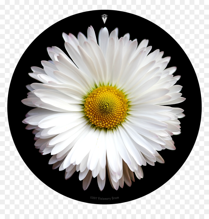 White Daisy Flower Drum Skin For Bass, Snare And Tom - Daisy Flower, HD Png Download - white daisy png