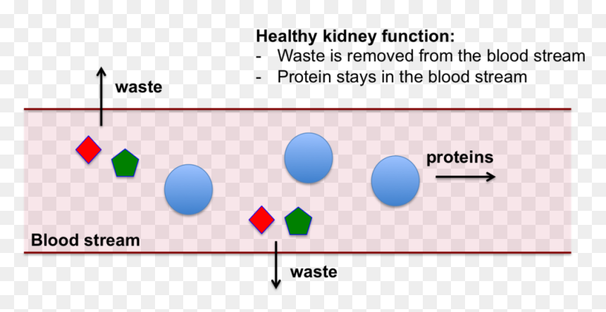 Kidney Png , Png Download - High Protein And Gfr, Transparent Png - kidney png