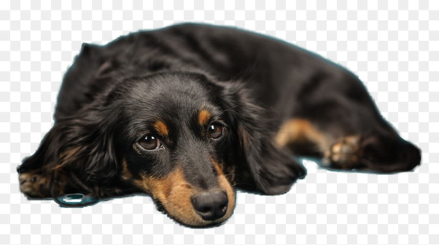 Dog, HD Png Download - dog .png