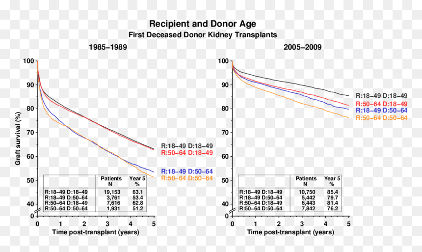 Diagram, HD Png Download - kidney png