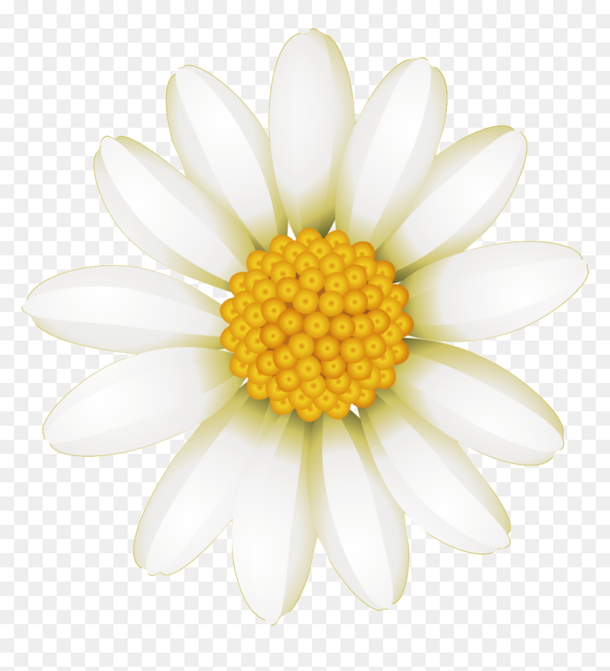 Fresh White Hand Drawn Chrysanthemum Decorative Elements - Marguerite Daisy, HD Png Download - white daisy png