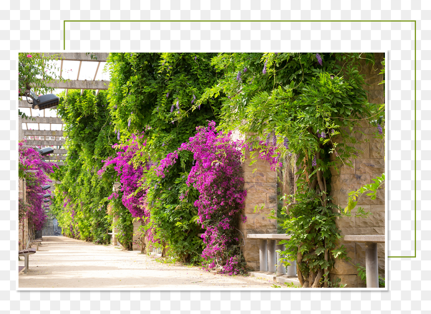 Bougainvillea, HD Png Download - green wall png