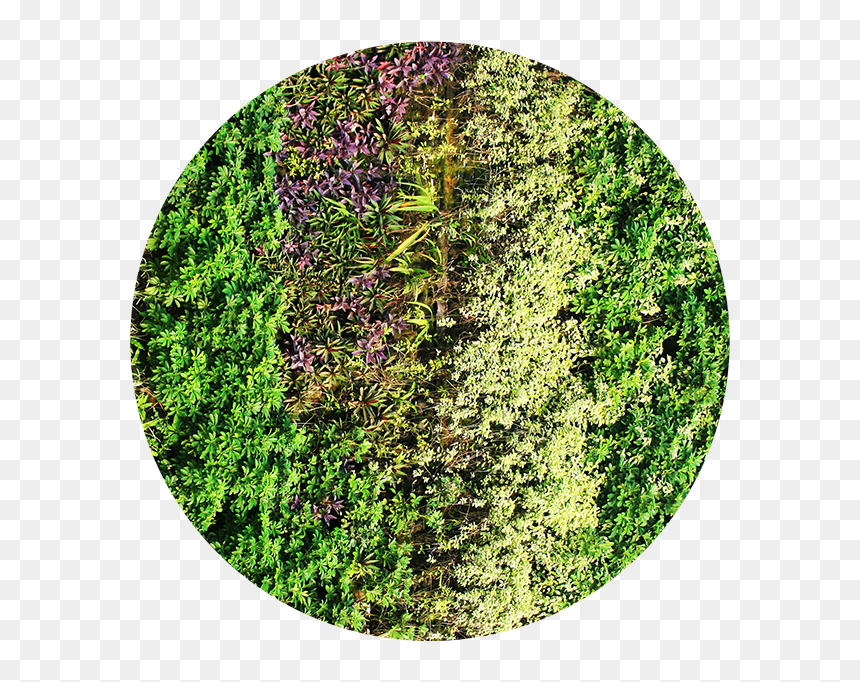 Green Wall Design - Circle, HD Png Download - green wall png