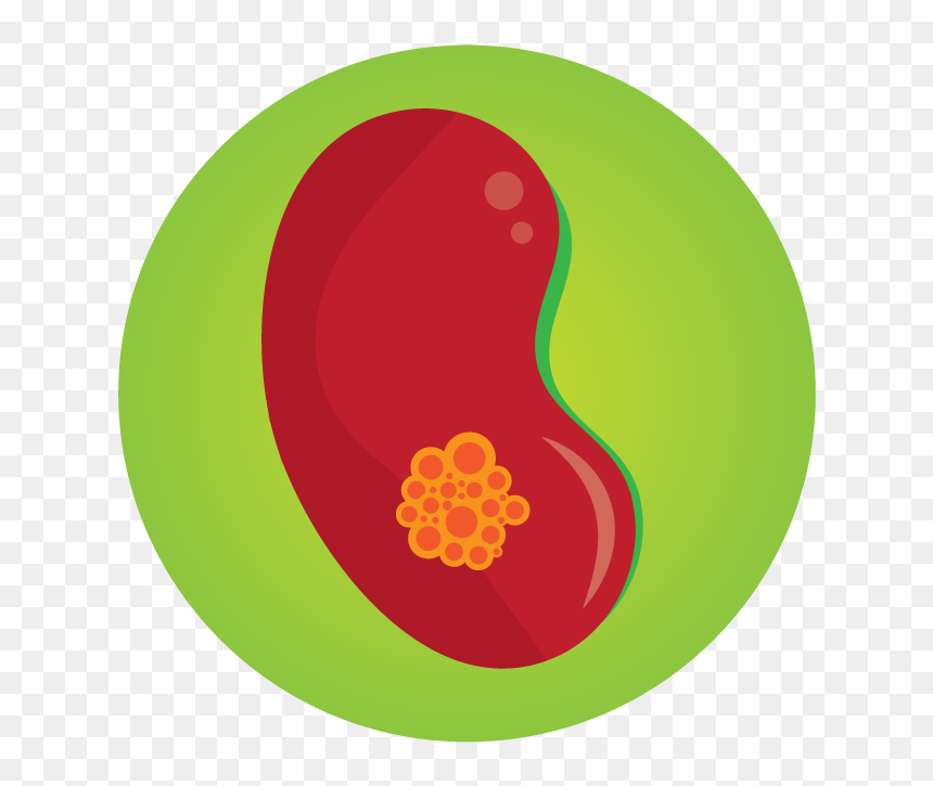 Injury Nhs North Kirklees - Circle, HD Png Download - kidney png