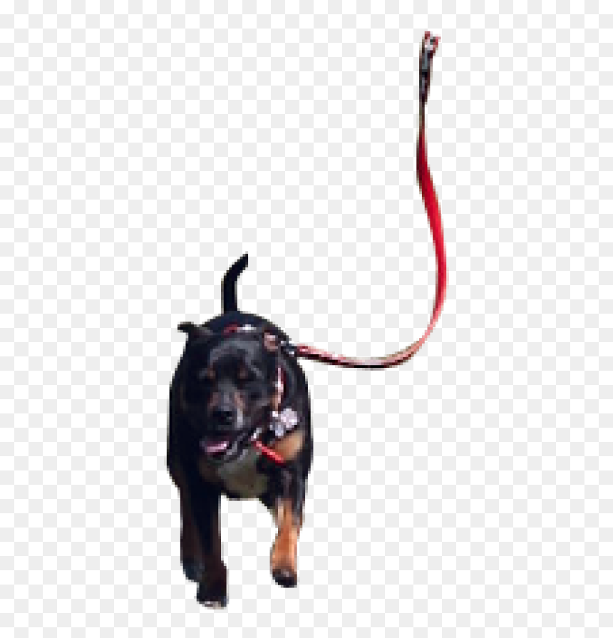 Png Dog Ranning Hd, Transparent Png - dog .png