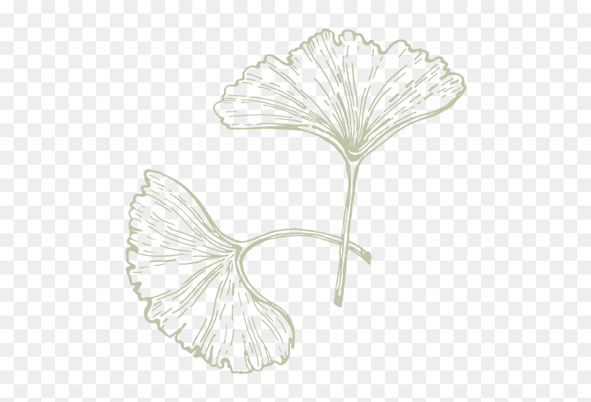 Drawing Ginkgo Leaf Png, Transparent Png - connections png