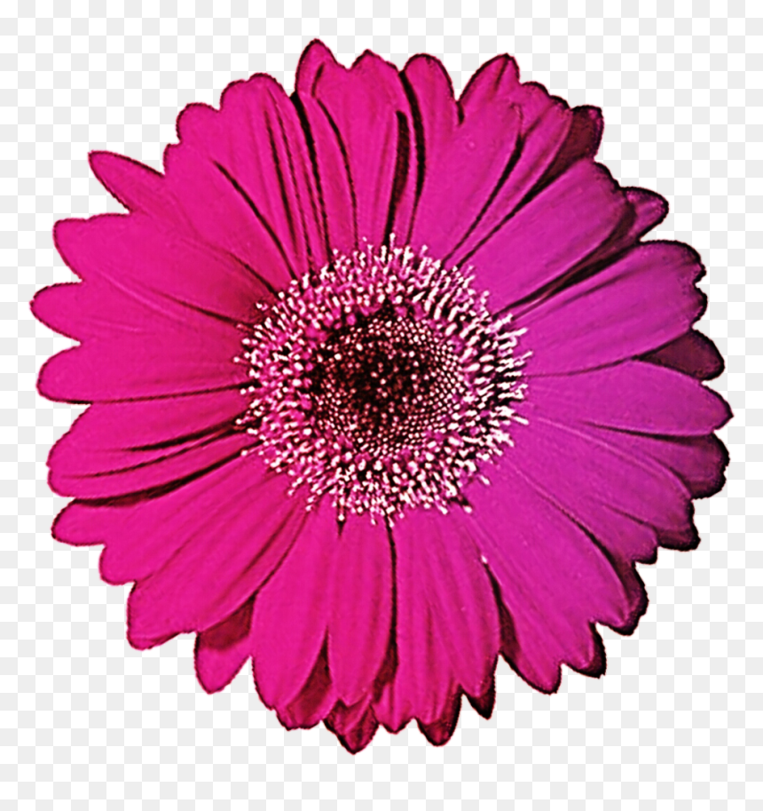 Gerbera Clipart Black And White - Gerbera Daisies Png, Transparent Png - white daisy png