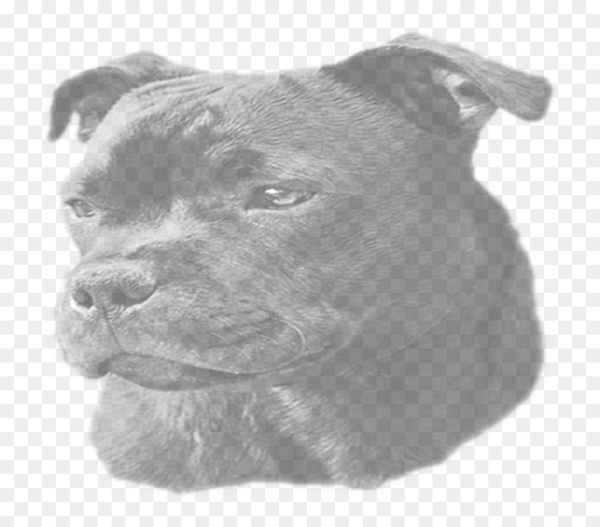 Transparent Target Dog Png - Staffordshire Bull Terrier, Png Download - target dog png