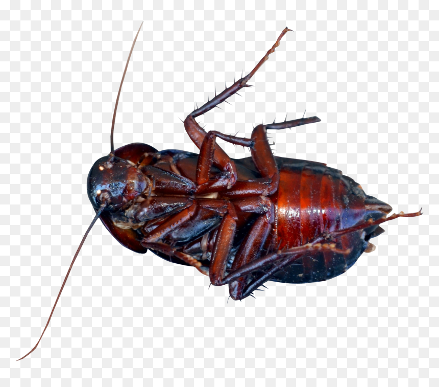 Cockroach Png, Transparent Png - roach png