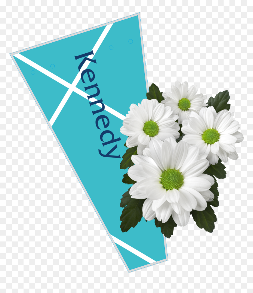 The Colour Is A Perfect Match With The White Colour - African Daisy, HD Png Download - white daisy png