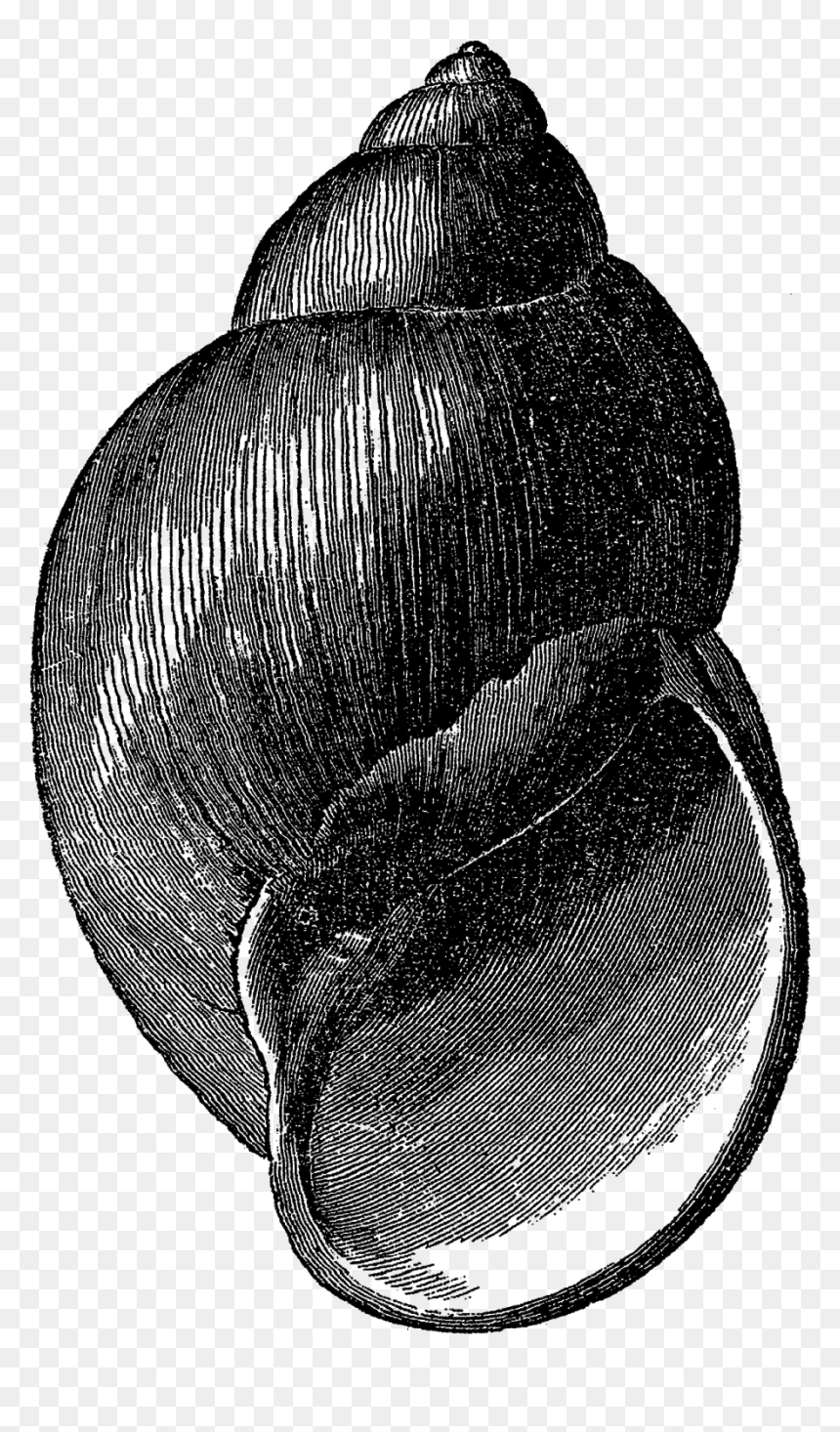 Digital Seashell Clip Art Downloads Png - House Fly, Transparent Png - seashell clipart png