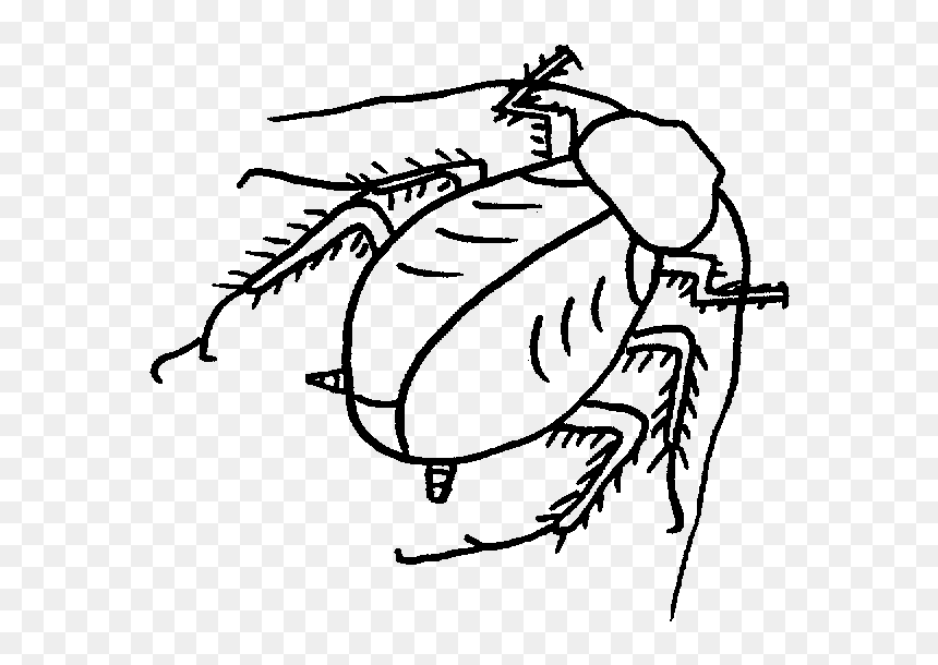 Roach Drawing Black And White Clip Art Download - Roach, HD Png Download - roach png
