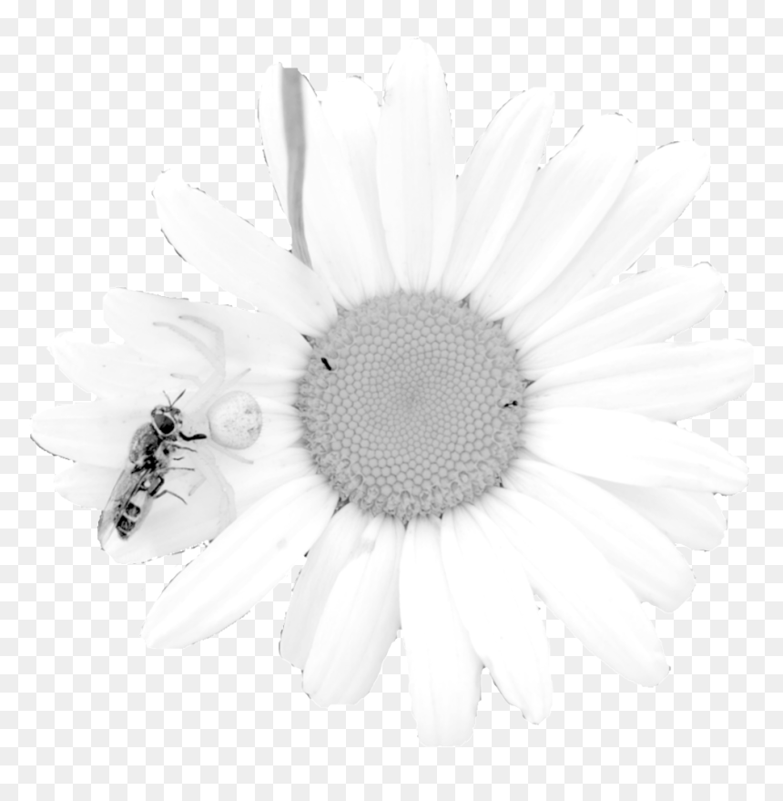 Daisy - Oxeye Daisy, HD Png Download - white daisy png