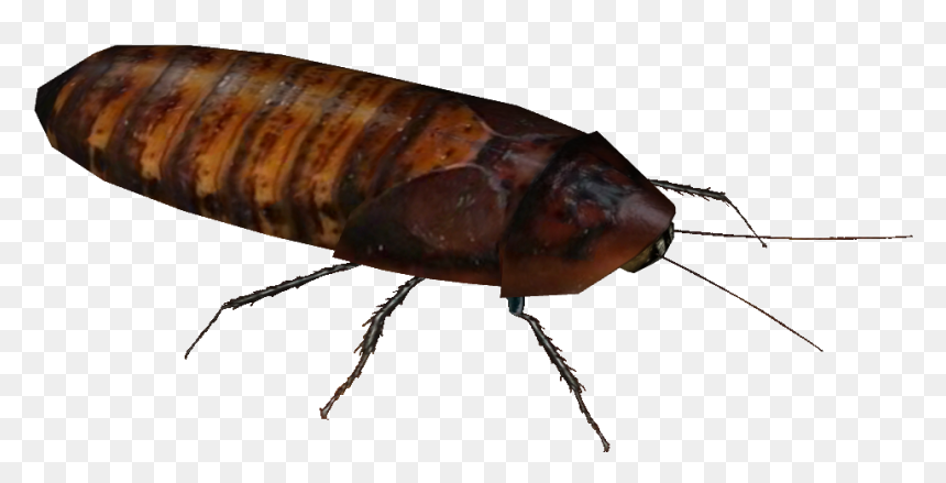 Wiki , Png Download - Madagascar Hissing Cockroach, Transparent Png - roach png