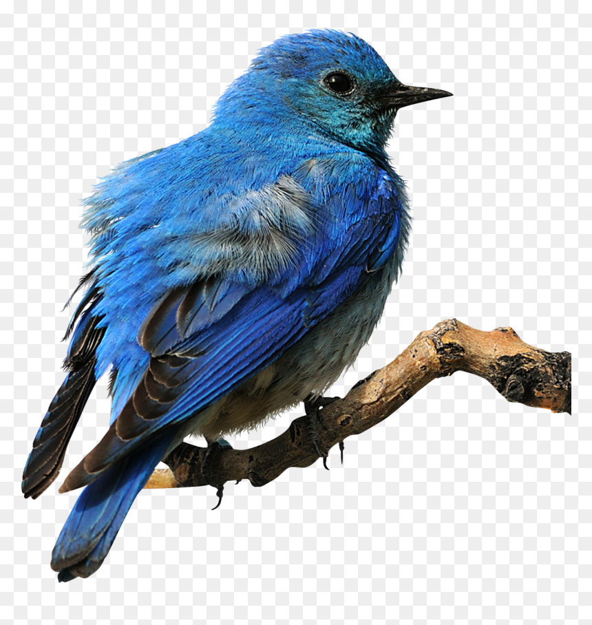 Eastern Bluebird Clip Art, HD Png Download - blue bird png