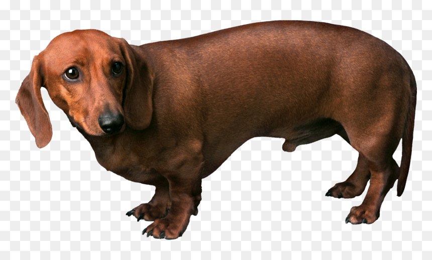 Dog Png, Download Png Image With Transparent Background, - Brown Dog Transparent Background, Png Download - target dog png