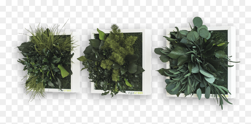 Pflanzenbild, HD Png Download - green wall png