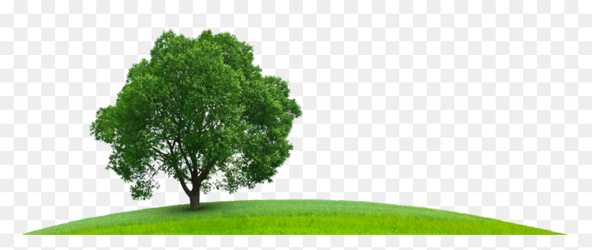 A Practical Introduction , Png Download - Tree Sustainability Png, Transparent Png - sustainability png
