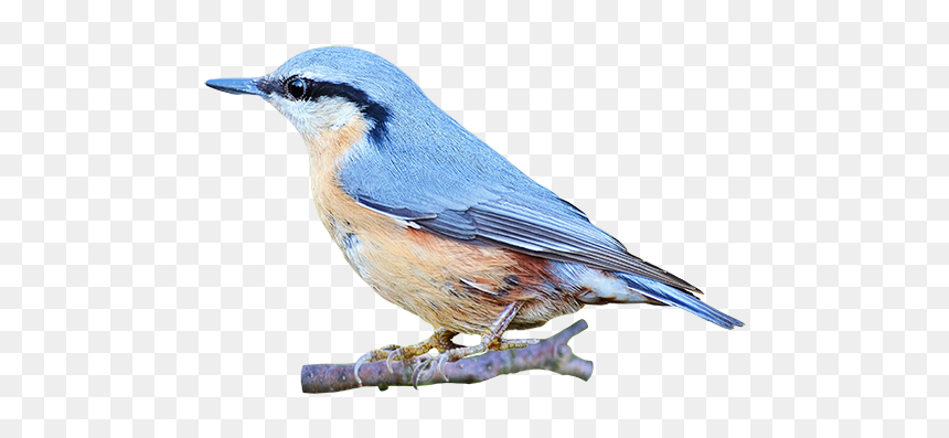 Portable Network Graphics Clip Art Image Bird Gif - Red Breasted Nuthatch Png, Transparent Png - blue bird png