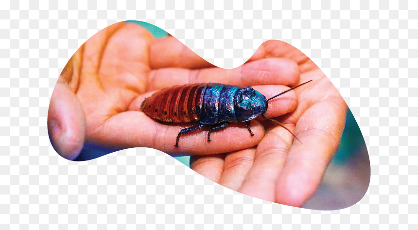 Madagascar Hissing Cockroach, HD Png Download - roach png