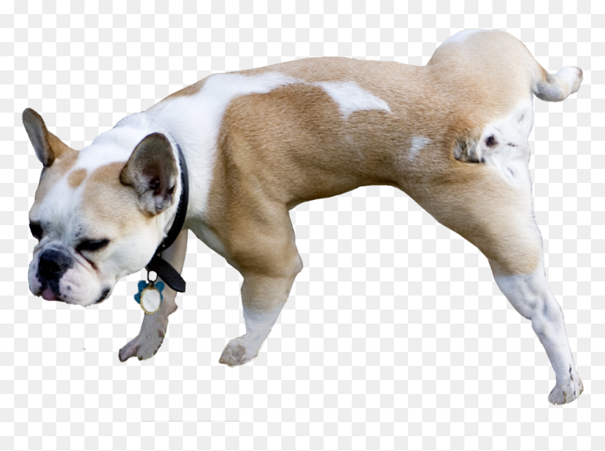 Bulldog Peeing Transparent, HD Png Download - target dog png