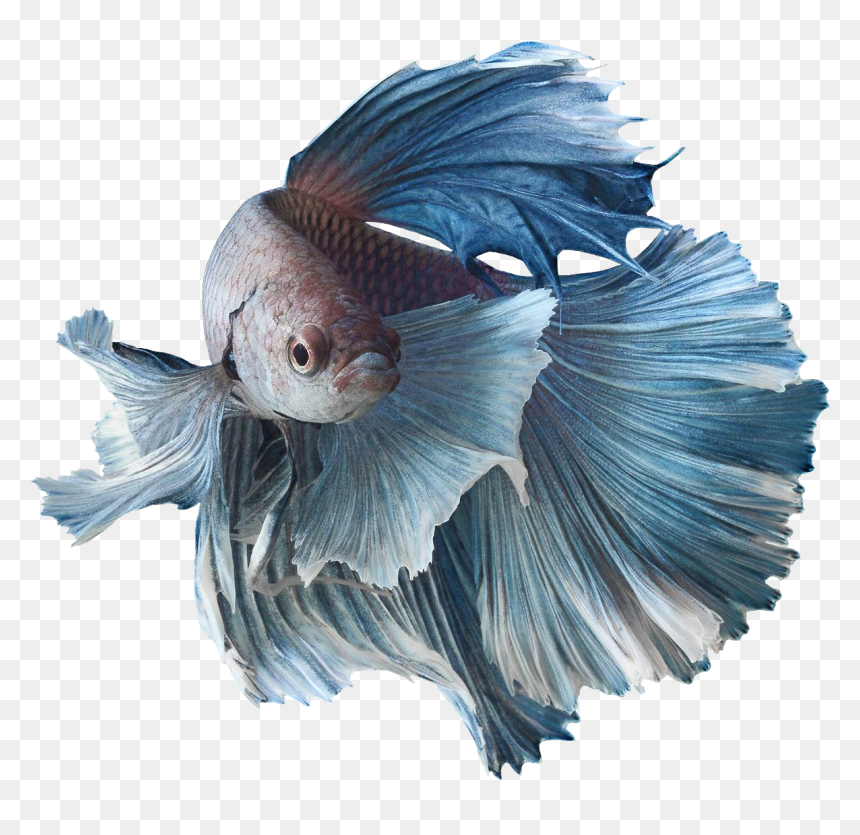 Thumb Image - Siamese Fighting Fish Tattoo, HD Png Download - fish logo png