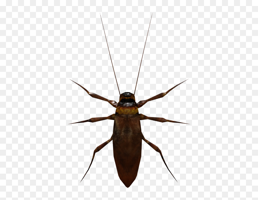 Download Zip Archive - Longhorn Beetle, HD Png Download - roach png