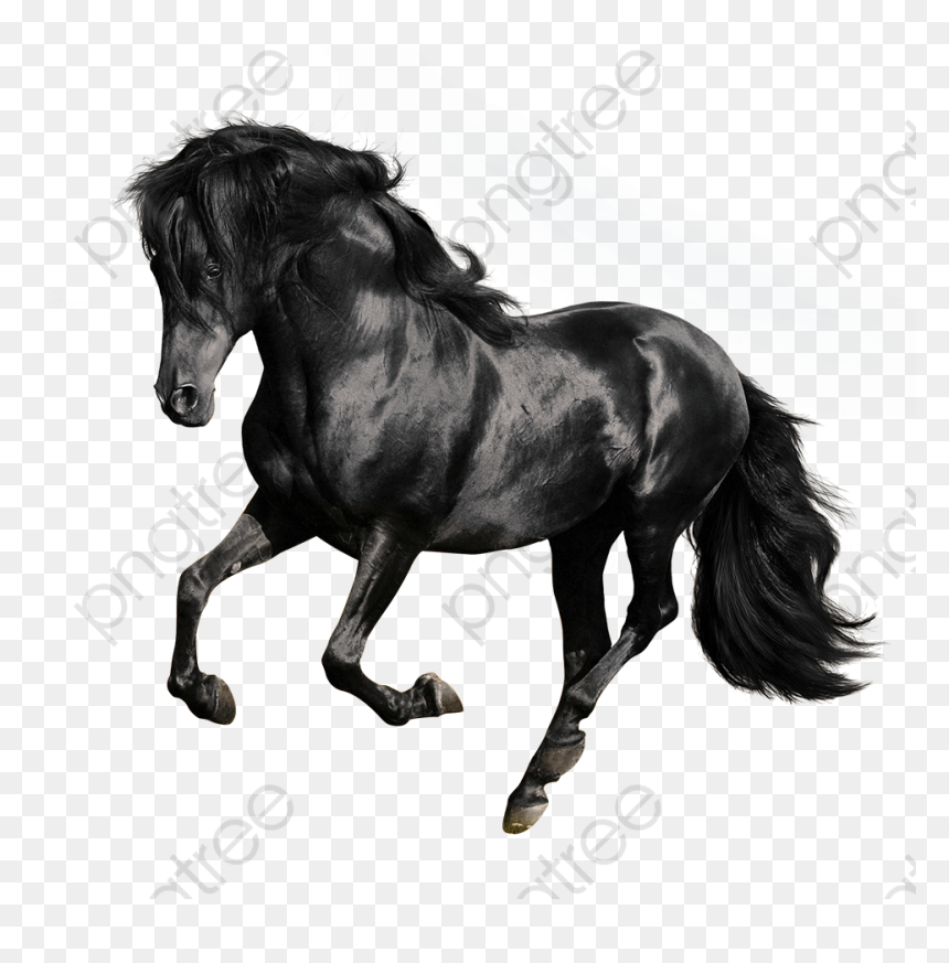 Black Galloping Horses, Black Horse, Galloping Horse - Black Horse White Background, HD Png Download - black horse png
