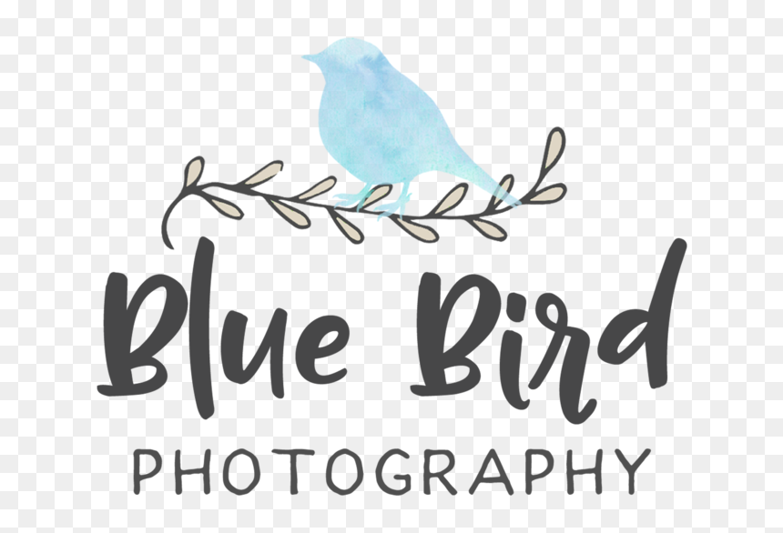 Blue Bird Png, Transparent Png - blue bird png
