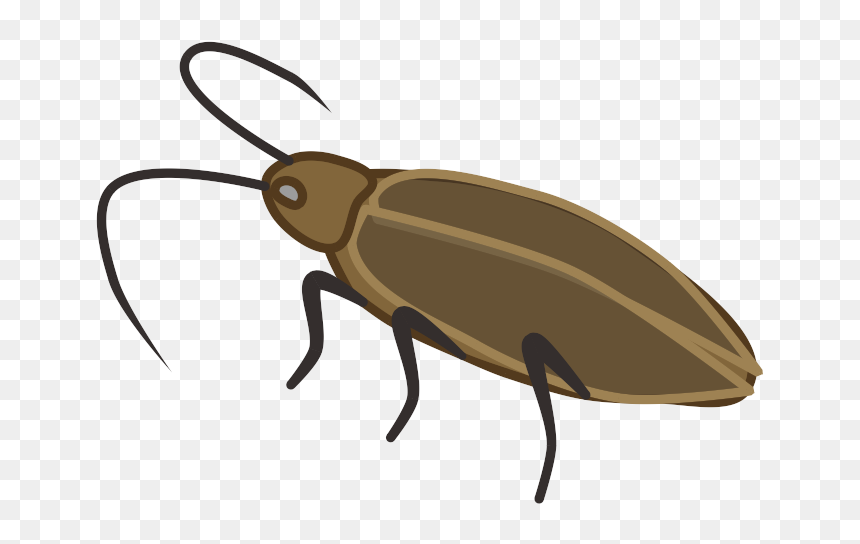 Ground Beetle, HD Png Download - roach png