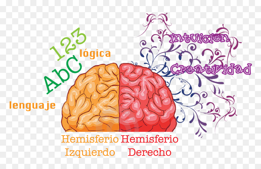 Posicionamiento Web Asturias - Human Brain, HD Png Download - human brain png