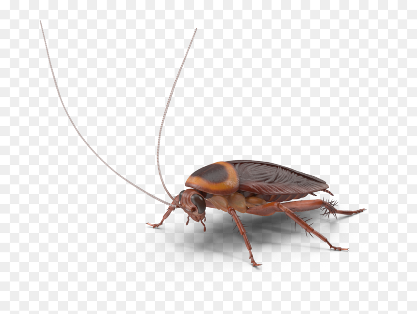 American Cockroach - H03 - 2k - Longhorn Beetle, HD Png Download - roach png