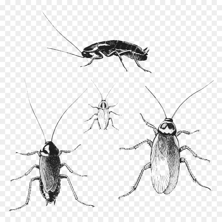 Cockroaches - Pest Cockroaches, HD Png Download - roach png