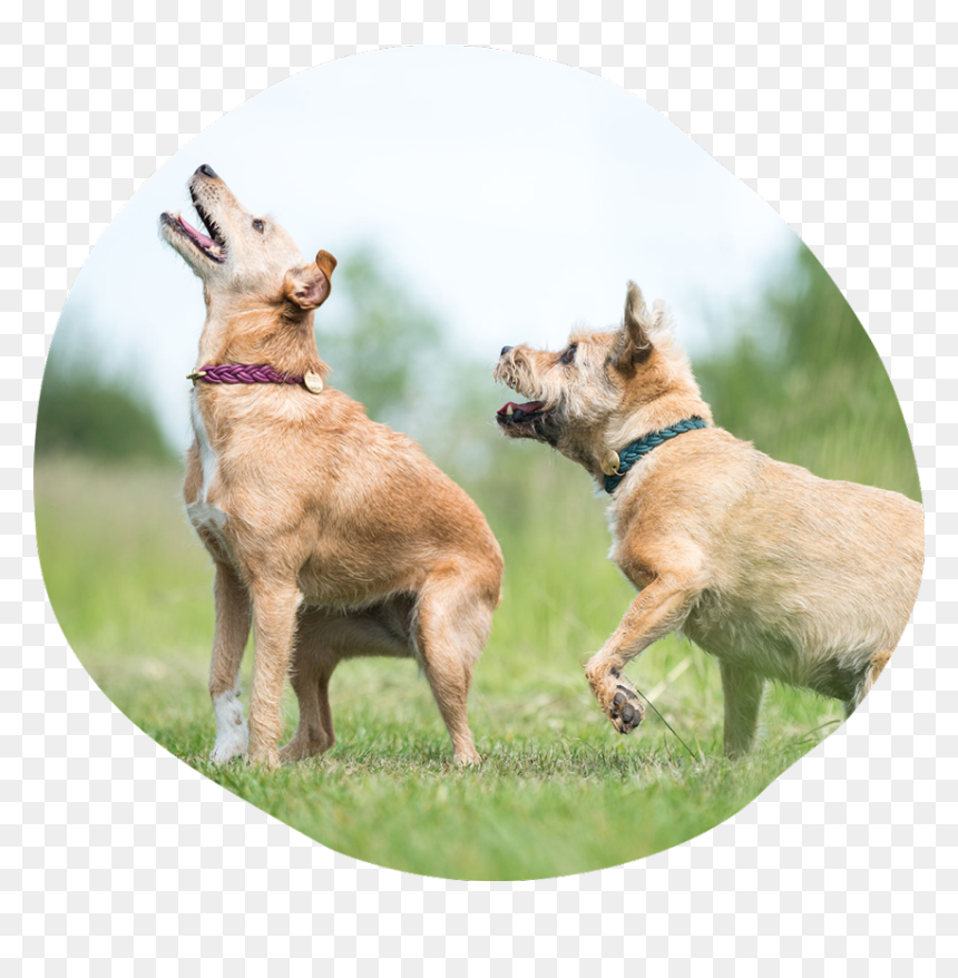 Companion Dog, HD Png Download - target dog png