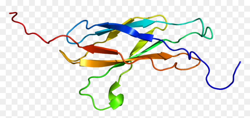 Protein Boc Pdb 1x4y - Colorfulness, HD Png Download - retweet png