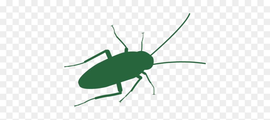 Cockroach Header - Beetle, HD Png Download - roach png
