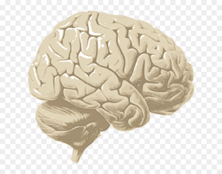 Human Brain Png - Cerebrum Png, Transparent Png - human brain png