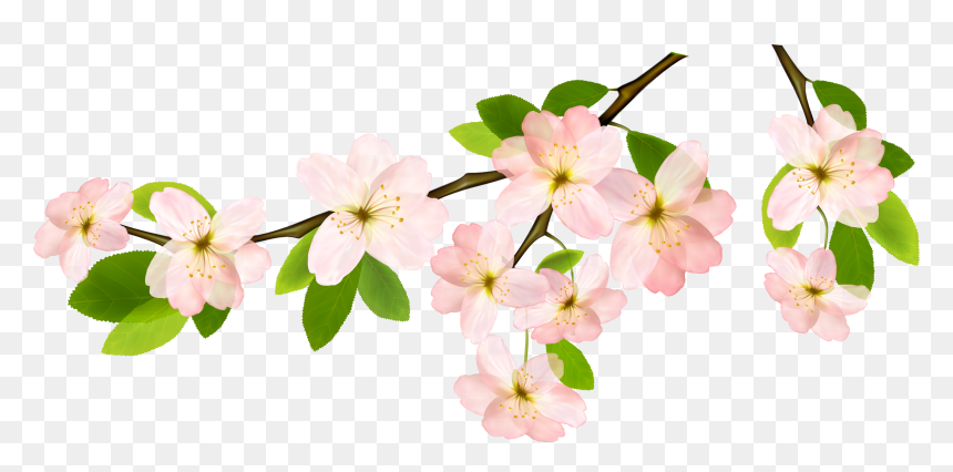 Magnolia Clipart Garland - Flower Branches Clipart Png, Transparent Png - spring background png