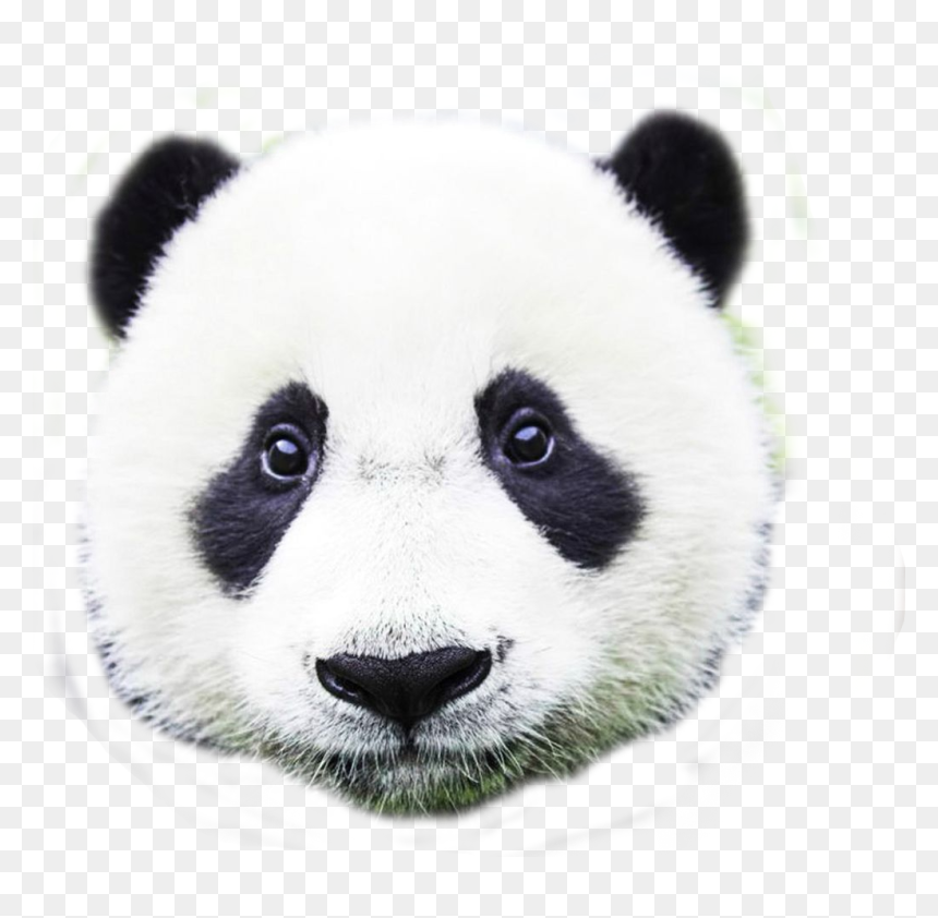 2336205713, Panda - Giant Panda, HD Png Download - panda head png