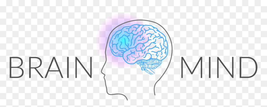 Human Brain Png, Transparent Png - human brain png