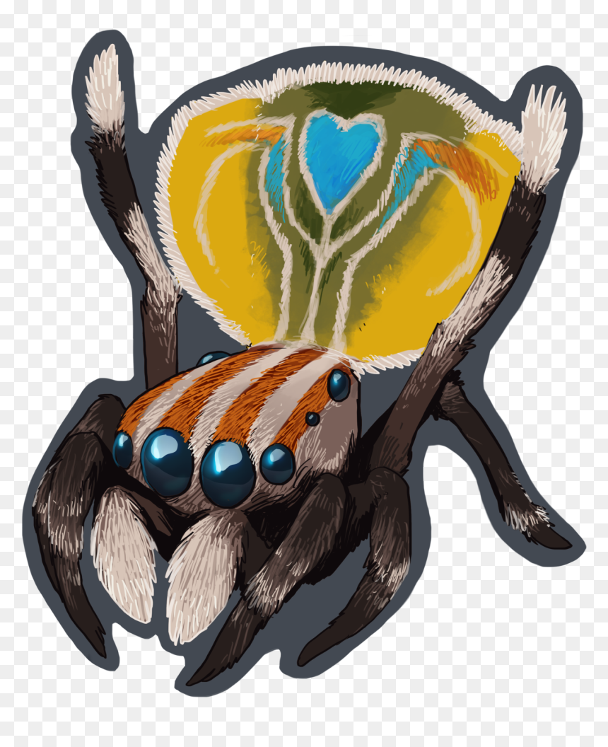 Here’s A Cute Peacock Spider To Make The Bad Feelings - Peacock Spider Png Transparent, Png Download - cute spider png