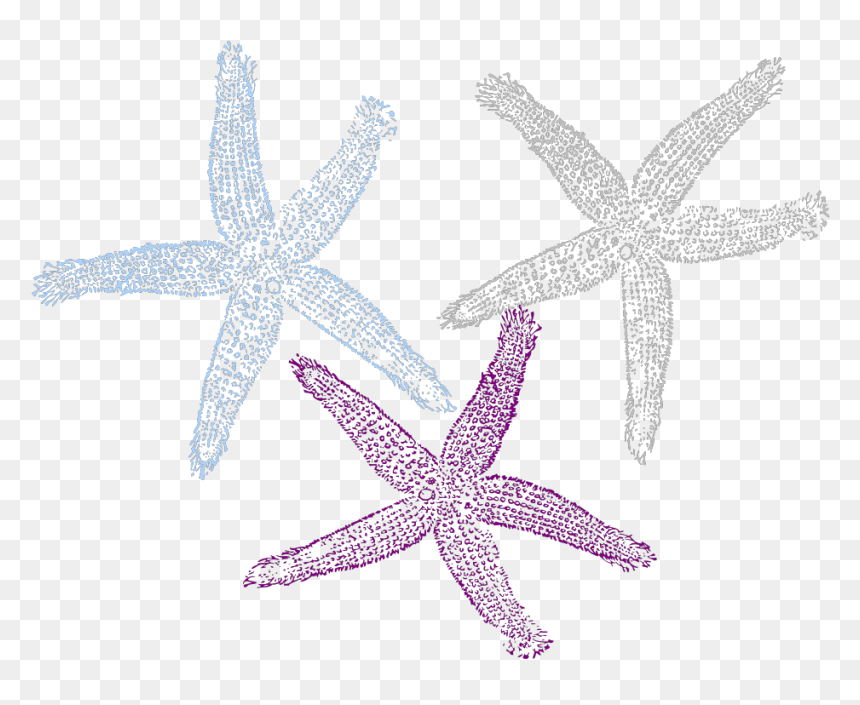 Starfish Prints Svg Clip Arts - Starfish, HD Png Download - starfish clipart png