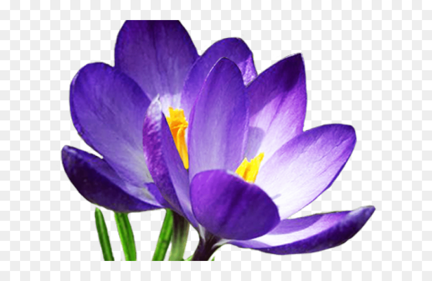 Transparent Crocus Clipart - Crocus Png, Png Download - spring background png
