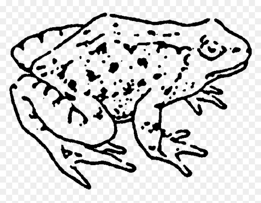 Zoom Frog Rubber Stamp - Phyllobates, HD Png Download - rainbow frog png