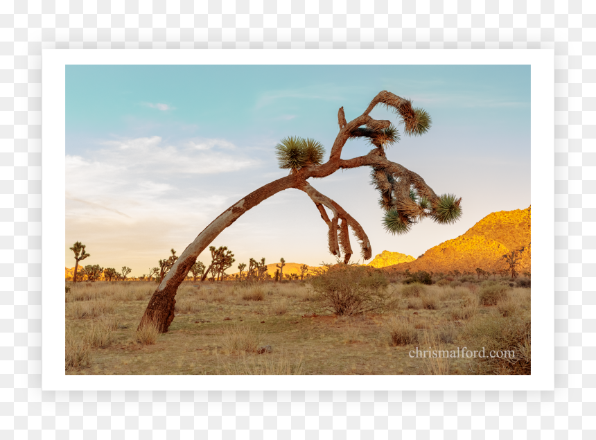 Picture Frame, HD Png Download - desert tree png