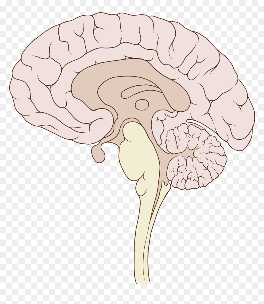 Sagittal Brain Png, Transparent Png - human brain png
