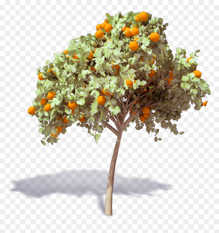 Arbol De Naranja Png, Transparent Png - orange tree png