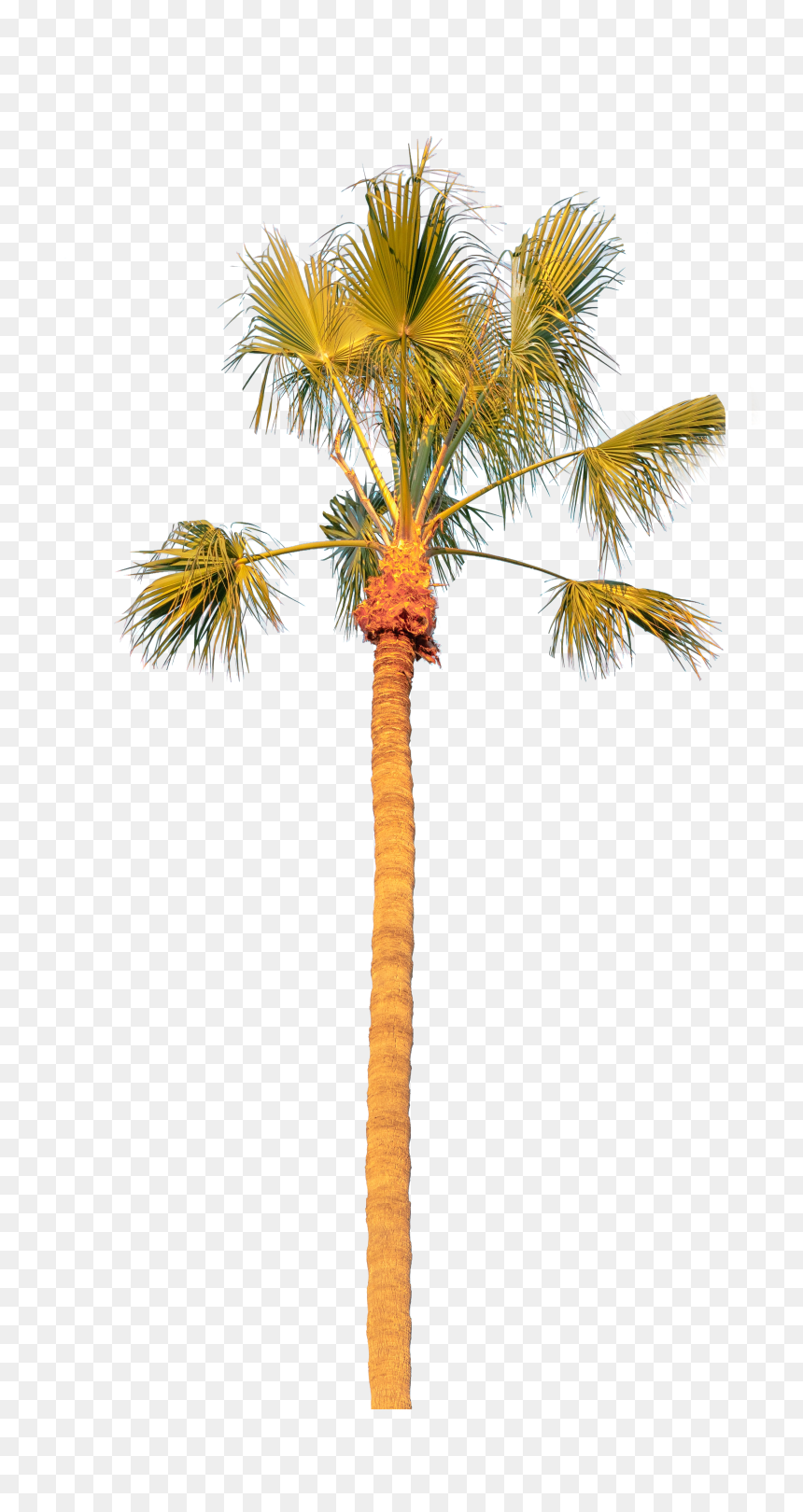 Palm Tree Solo - Borassus Flabellifer, HD Png Download - desert tree png